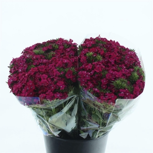 Di Barb Amazon Cherry Super