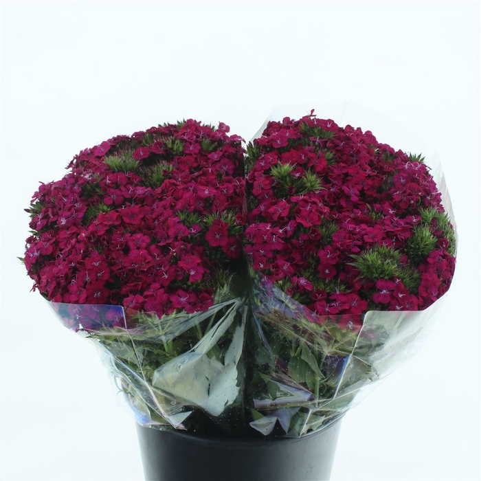 <h4>Di Barb Amazon Cherry Super</h4>