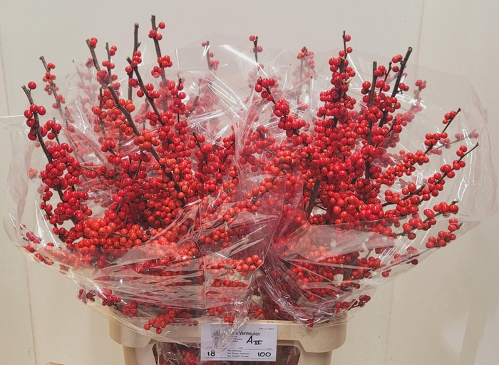 <h4>ILEX VE RODE BES</h4>