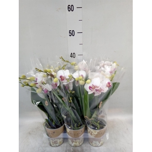 Phalaenopsis multi. 'FC Safe Haven'