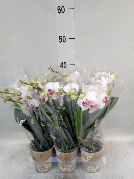 <h4>Phalaenopsis multi. 'FC Safe Haven'</h4>