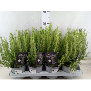 Rosmarinus officinalis   ...