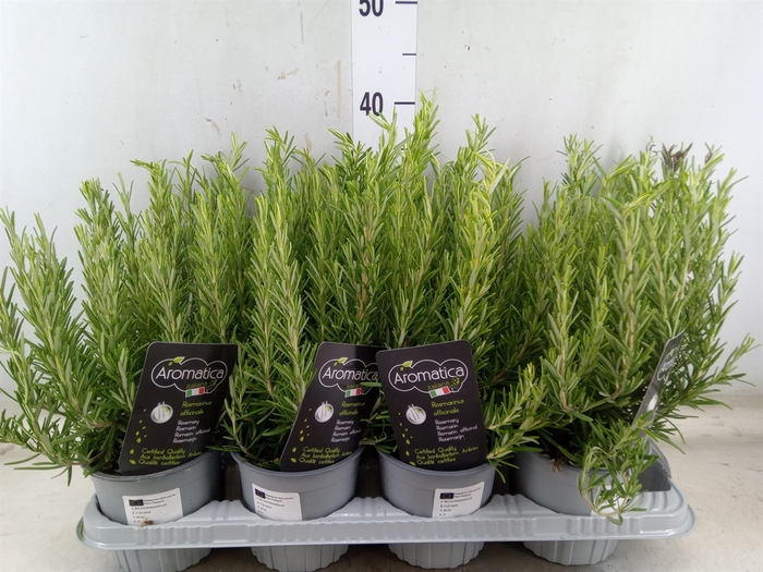 <h4>Rosmarinus officinalis   ...</h4>