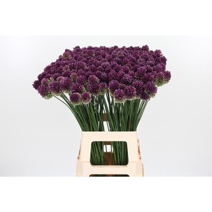 Allium Sphaerocephal (kogel)