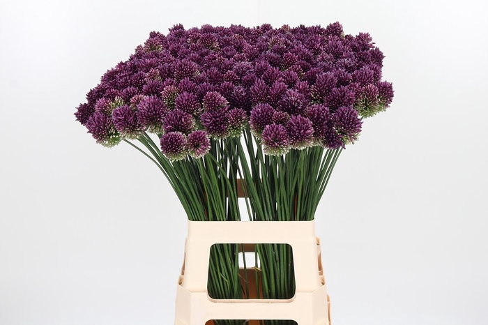 <h4>Allium Sphaerocephal (kogel)</h4>
