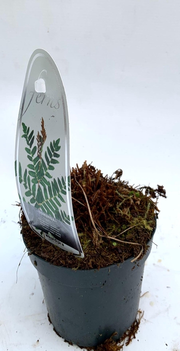 <h4>Osmunda regalis</h4>