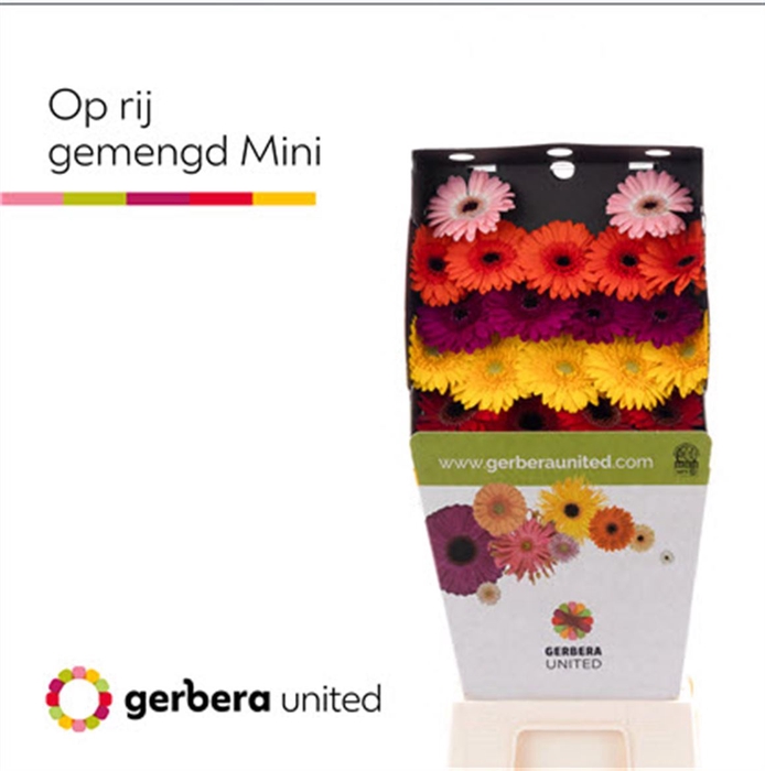 <h4>Ge Mi Mix Op Rij Gemengd Diamond</h4>