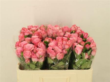 <h4>R Tr Birds Nest+</h4>