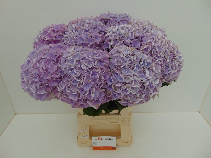 <h4>Hydr M My Minerva GROWER DIRECT</h4>