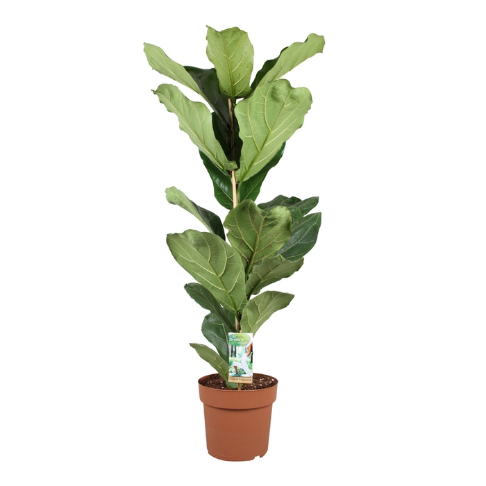 <h4>Ficus lyrata</h4>