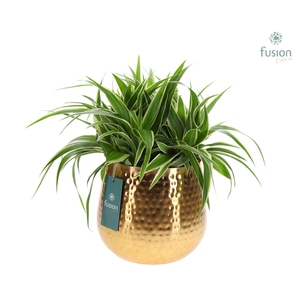 Pot Indian metaal goudkleurig XLarge met Chlorophytum