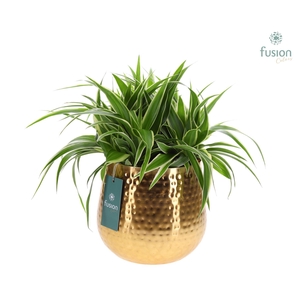 Pot Indian metaal goudkleurig XLarge met Chlorophytum