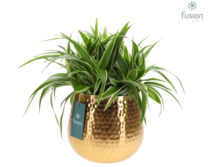 <h4>Pot Indian metaal goudkleurig XLarge met Chlorophytum</h4>