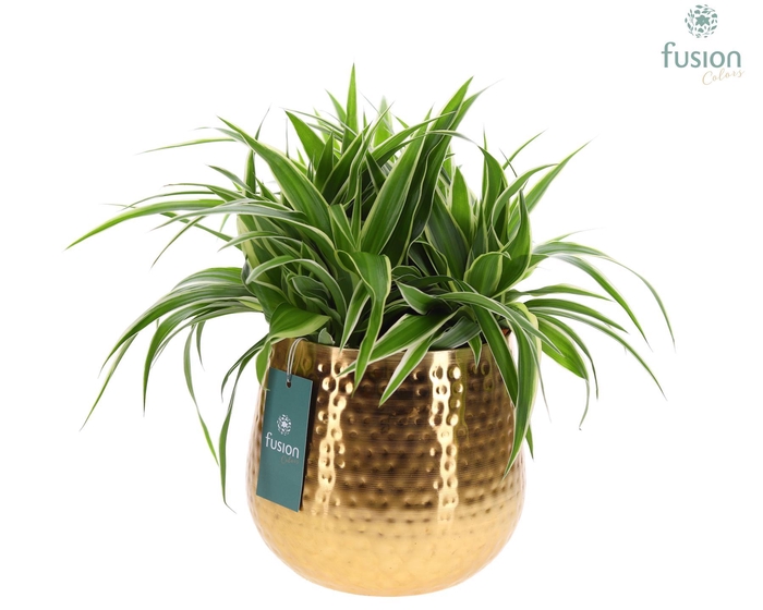 <h4>Pot Indian metaal goudkleurig XLarge met Chlorophytum</h4>