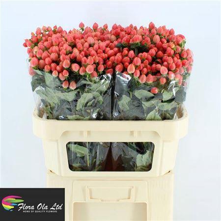 Hyp Mag Roy Princess