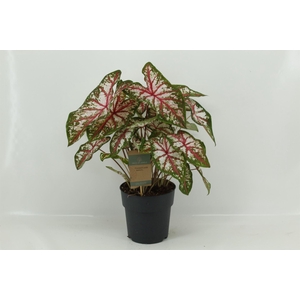 Caladium   ...