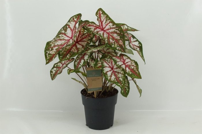 <h4>Caladium   ...</h4>