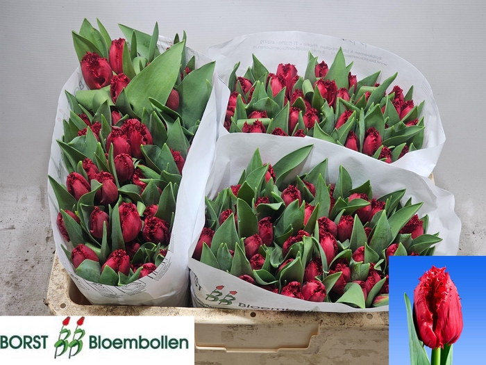 <h4>TU FR INDIANA</h4>