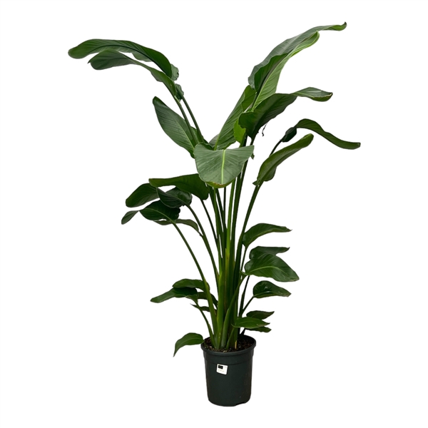 <h4>Strelitzia Nicolai - 140cm</h4>