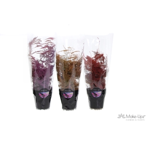 Asp Make-Upz MIx 1 Pink, Orange en Red