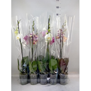 Phalaenopsis   ...mix  5