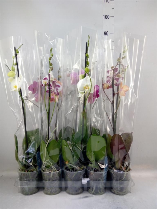 <h4>Phalaenopsis   ...mix  5</h4>