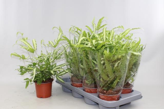 <h4>PTERIS ALBOLINEATA</h4>