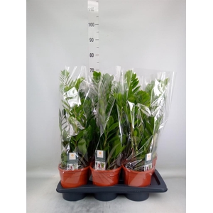 Zamioculcas zamiifolia