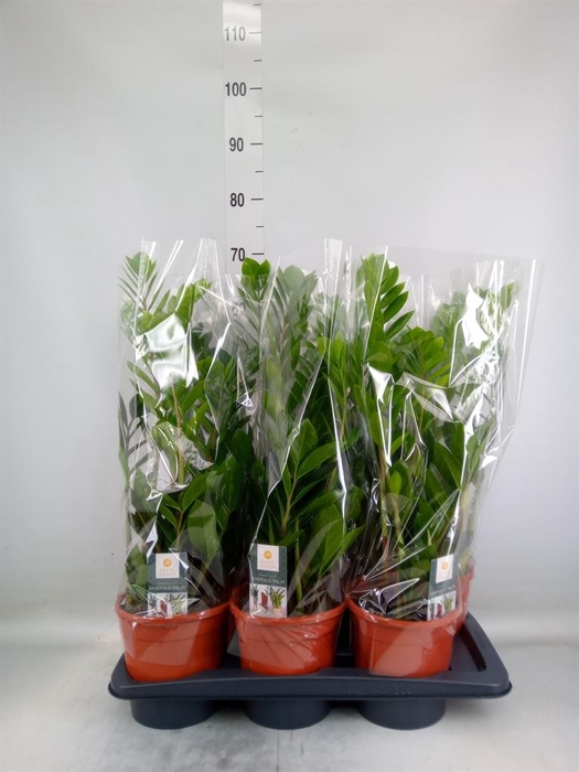 <h4>Zamioculcas zamiifolia</h4>