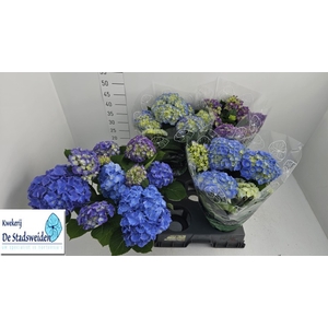 HYDR M BLAUER ZWERG