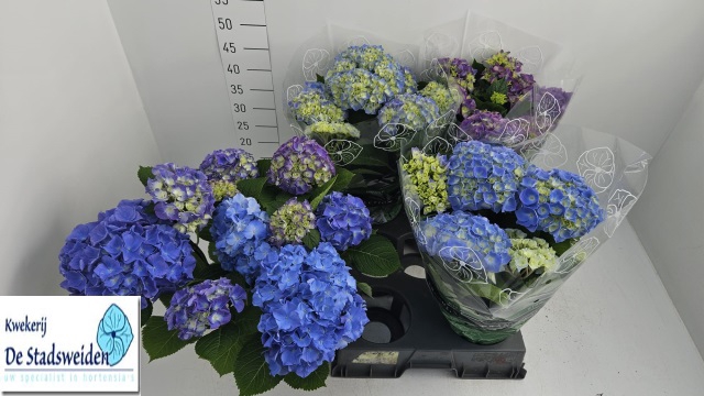 <h4>HYDR M BLAUER ZWERG</h4>