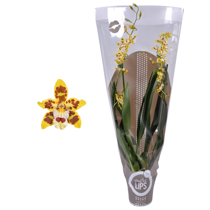 <h4>Odontoglossum Gemengd 2 Tak Hoes Morelips</h4>