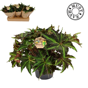 Bladbegonia Rex 17 Liondance Must Have