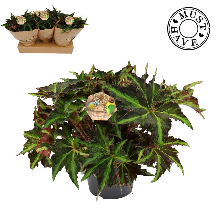 <h4>Bladbegonia Rex 17 Liondance Must Have</h4>