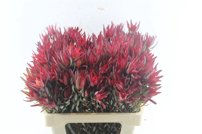 <h4>Leucad Sal Blush</h4>
