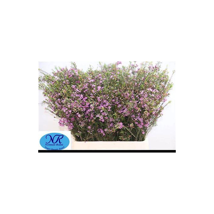 <h4>Chame Un Purple Pride</h4>