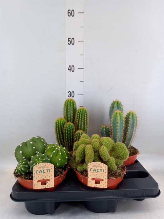 <h4>Cactus   ...mix</h4>