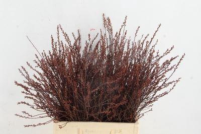 <h4>Myrica gale</h4>