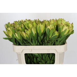 Leucadendron Goldstrike