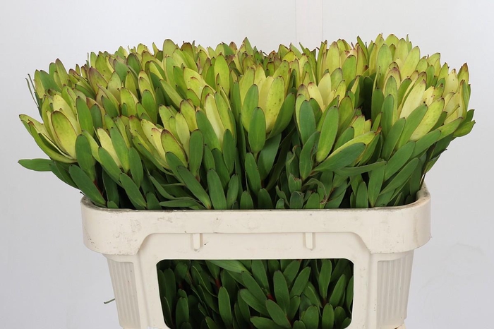 <h4>Leucadendron Goldstrike</h4>