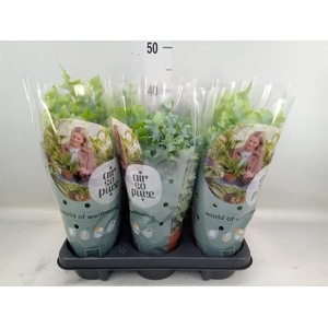 Phlebodium aureum 'Davana'