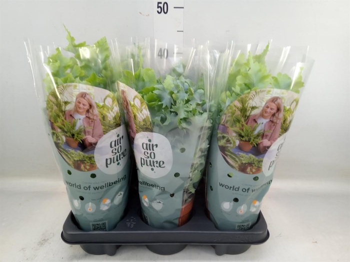 <h4>Phlebodium aureum 'Davana'</h4>