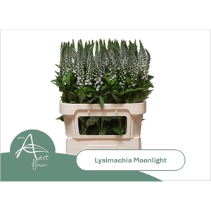 LYSIM MOONLIGHT