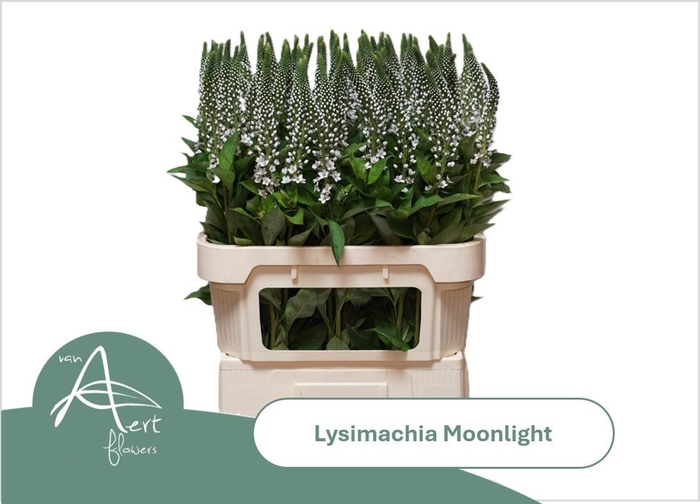 <h4>LYSIM MOONLIGHT</h4>
