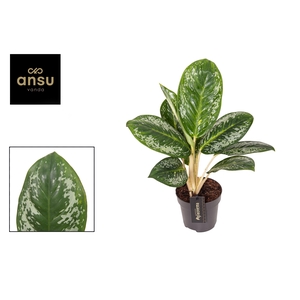 Aglaonema Onyx Green