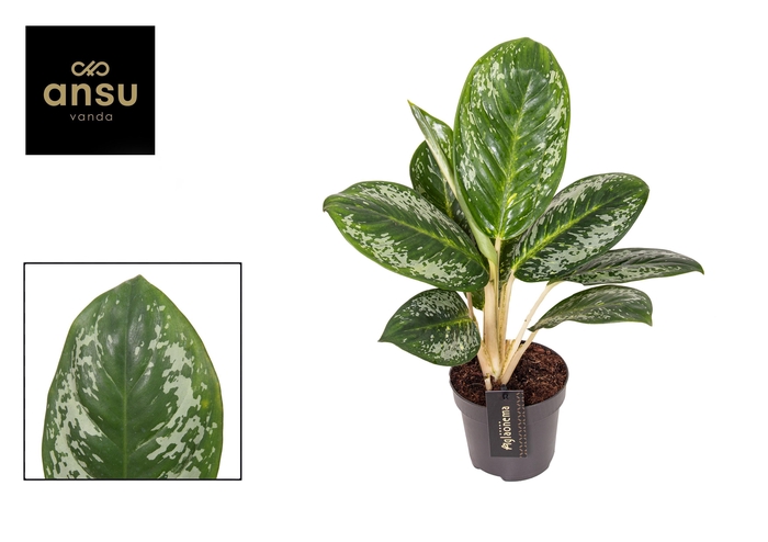<h4>Aglaonema Onyx Green</h4>
