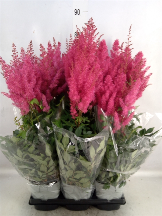 <h4>Astilbe arendsii 'Drum and Bass</h4>