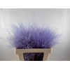 Dried Stypha Penata Lavender(10 Toef) Bunch