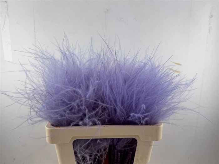 Dried Stypha Penata Lavender(10 Toef) Bunch