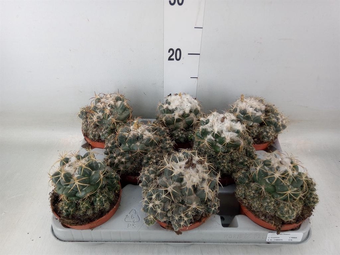 <h4>Cactus   ...</h4>